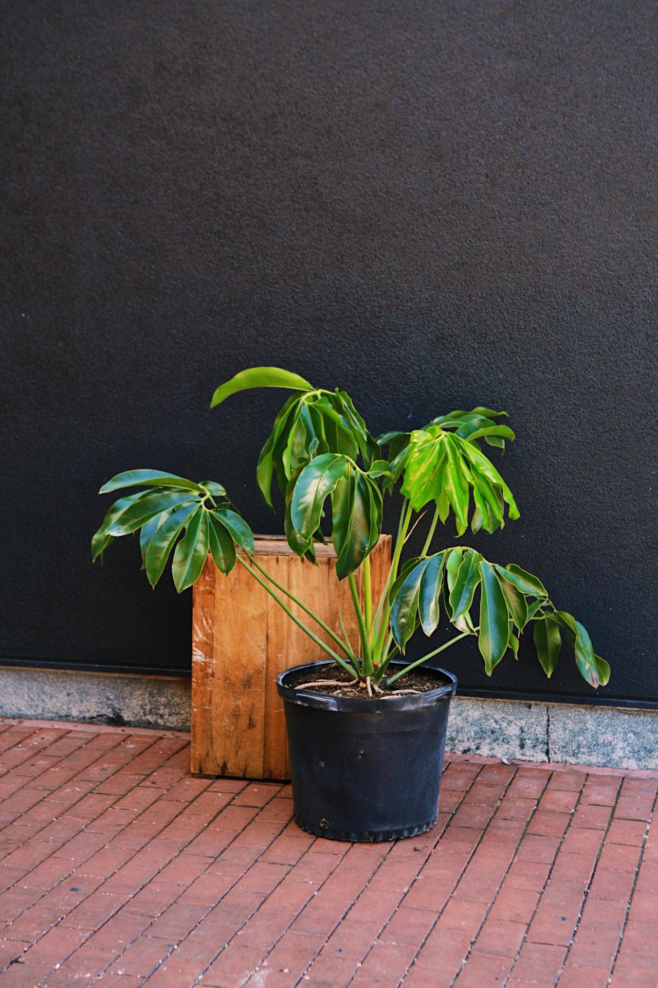 Finger Leaf Philodendron