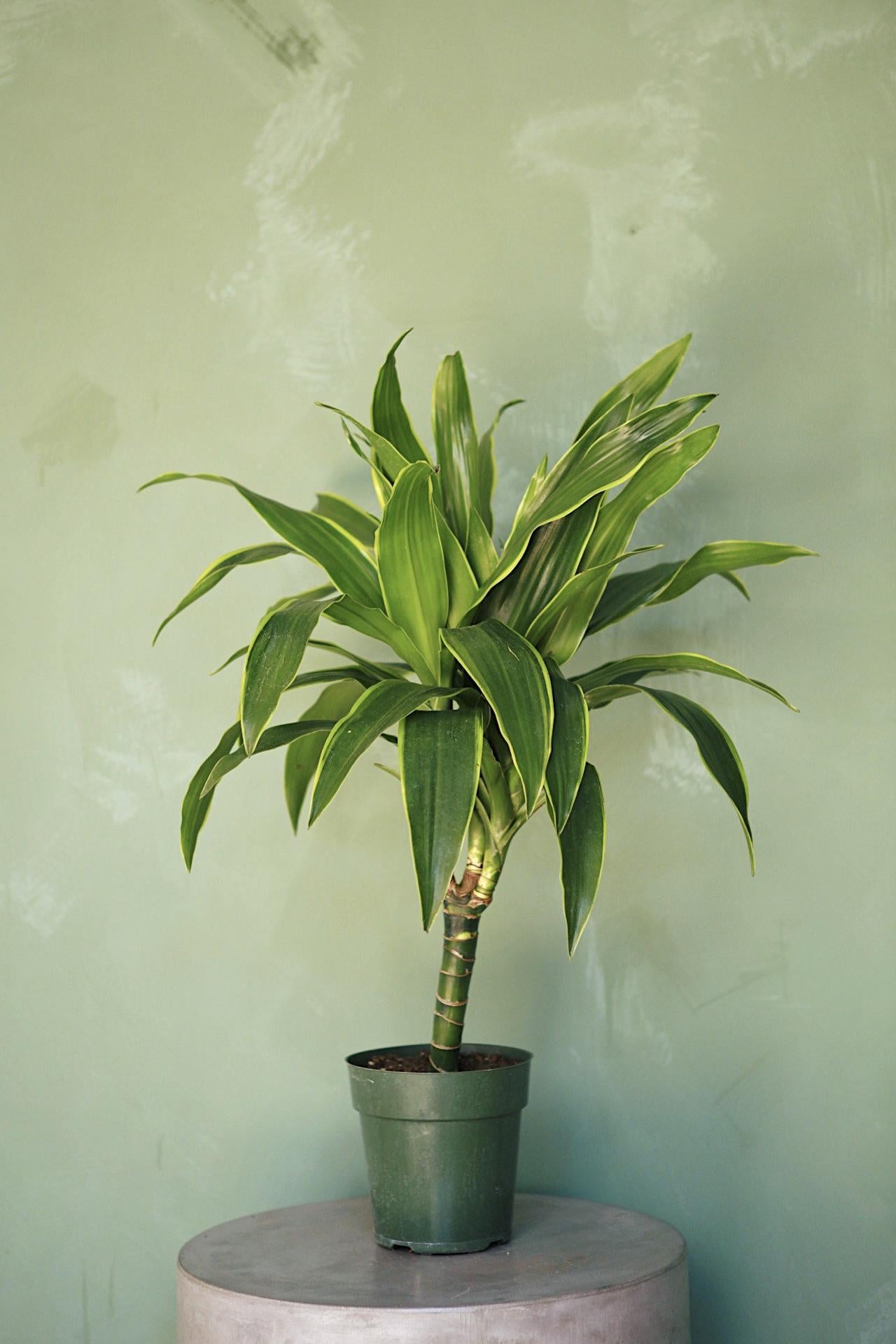 Dracaena 'Art'