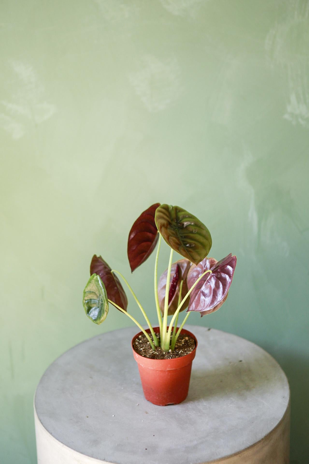 Alocasia 'Red Secret'