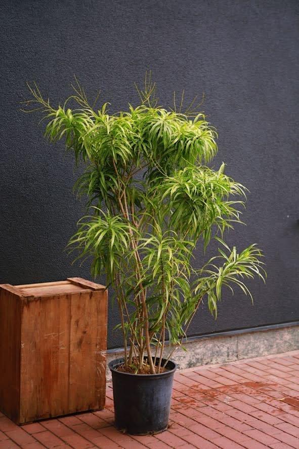 Dracaena 'Anita'