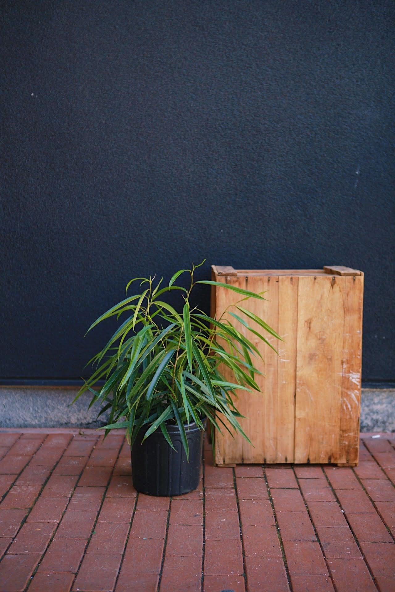 Ficus 'Alii'