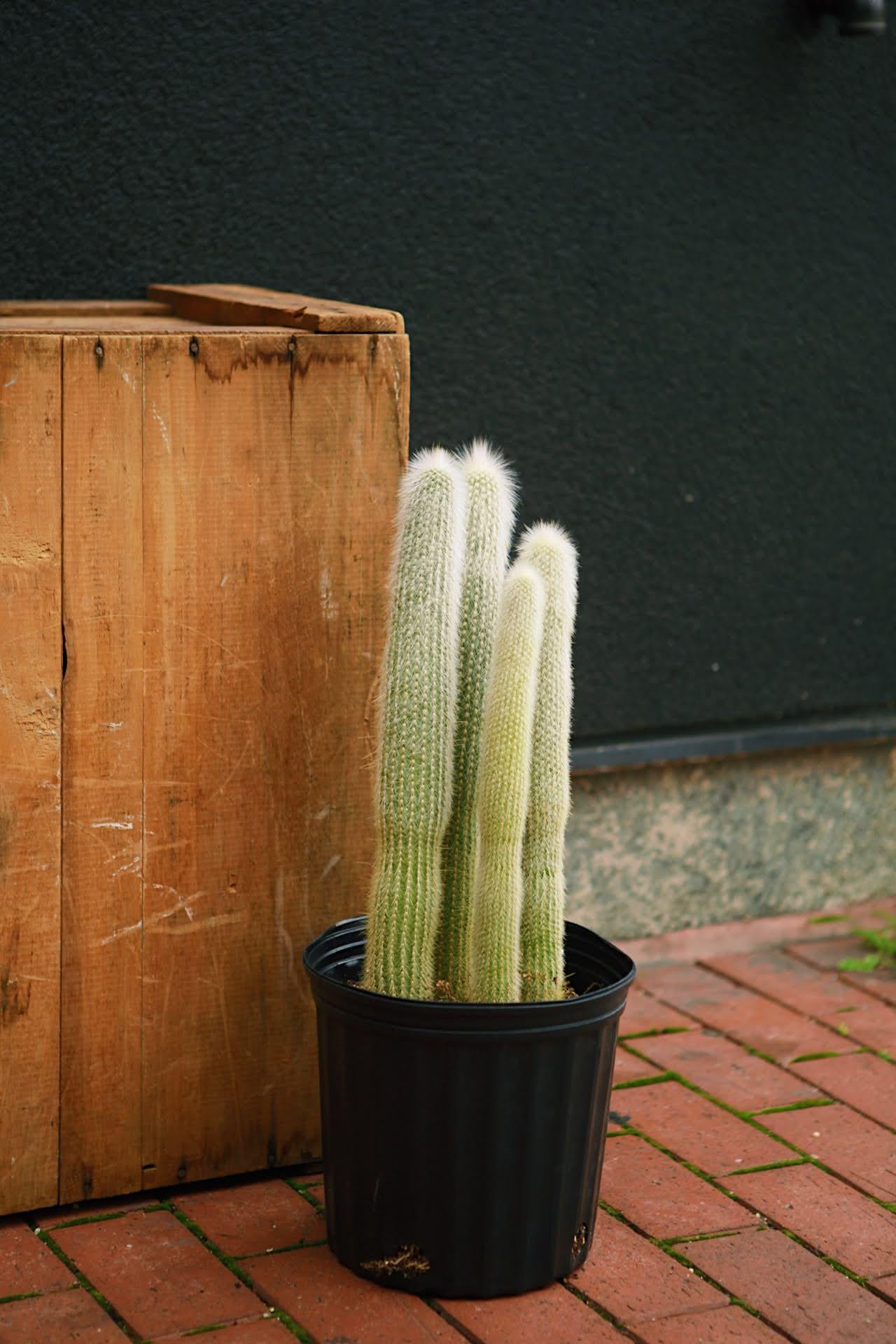 Wooly Torch Cactus