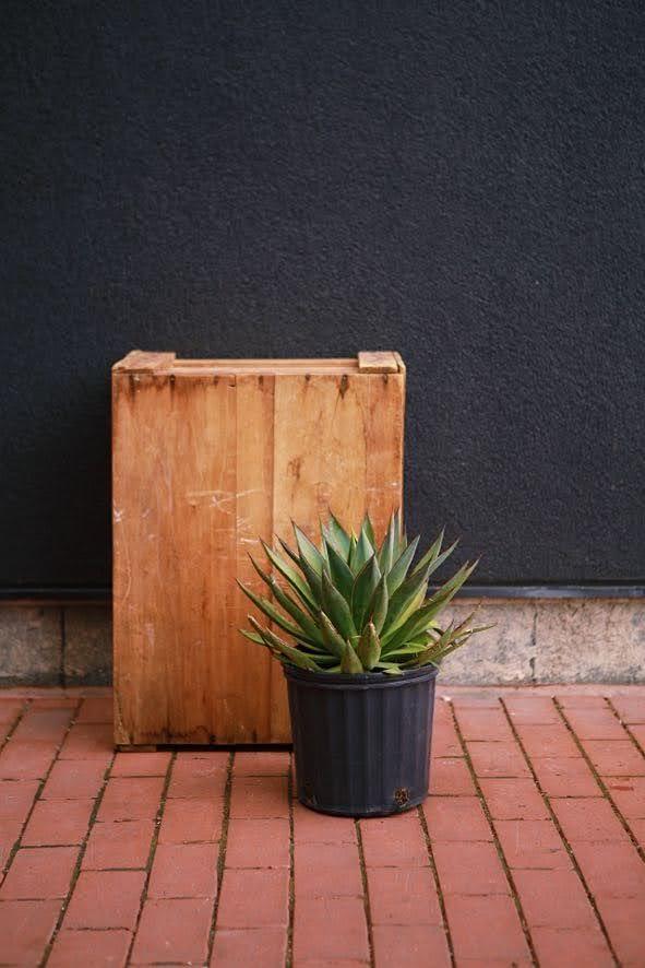 Agave 'Blue Glow'