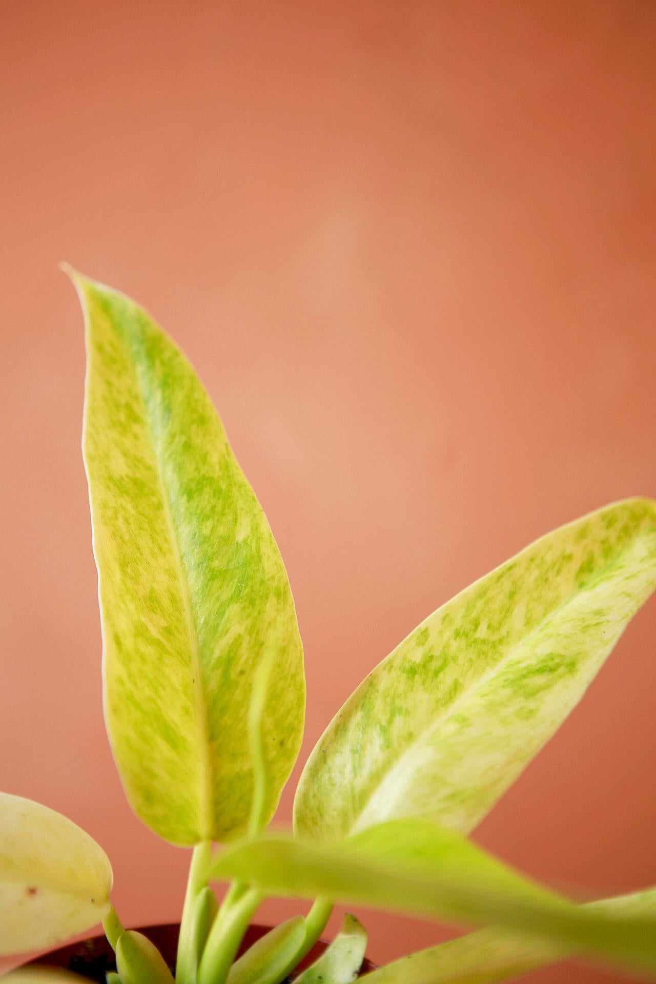 Philodendron 'Calkin's Gold'