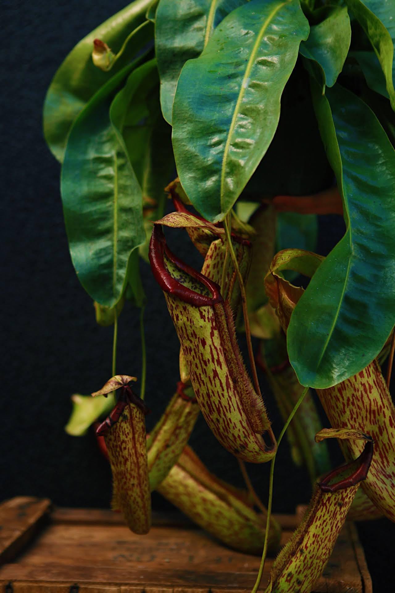 Pitcher Plant