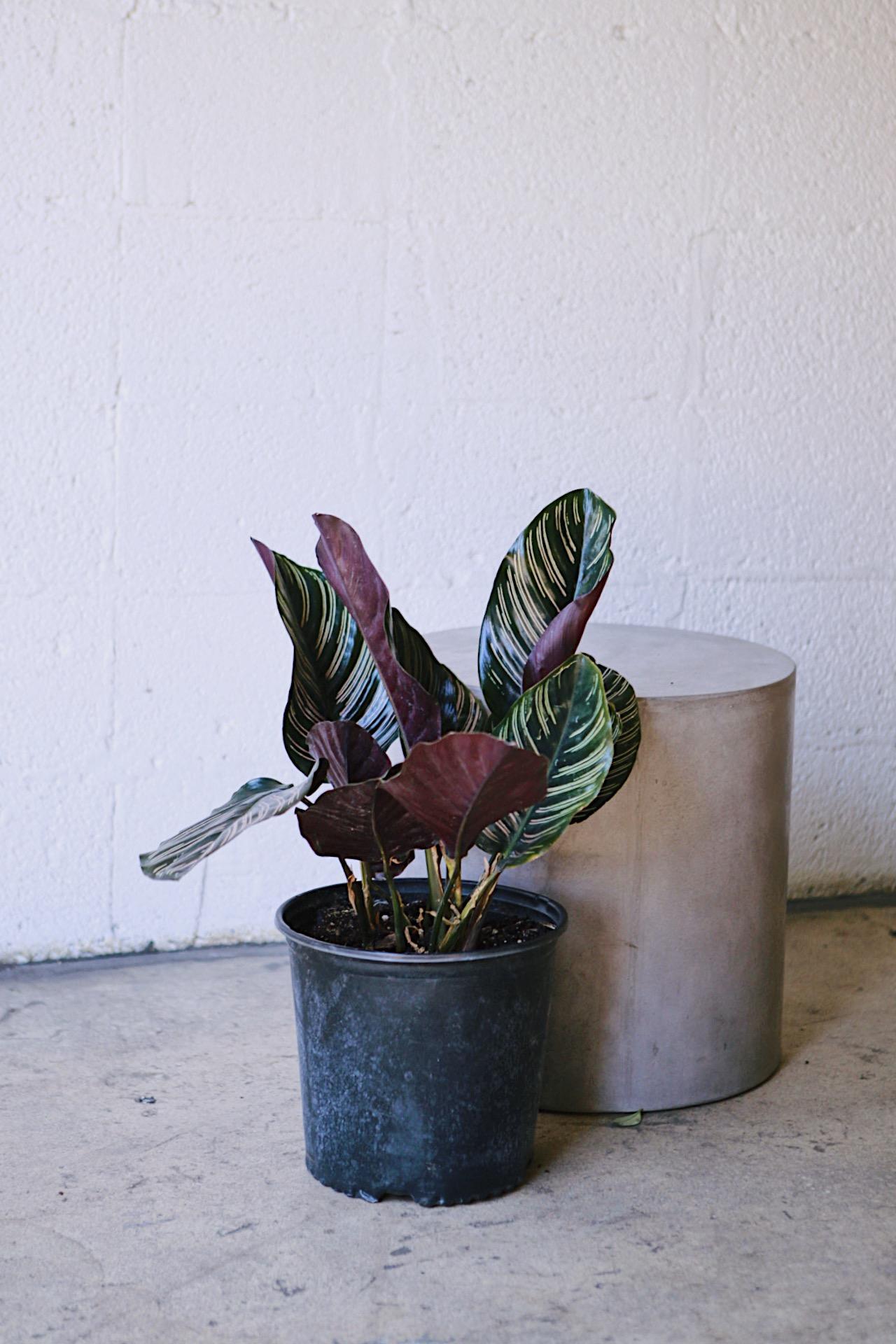 Calathea Ornata