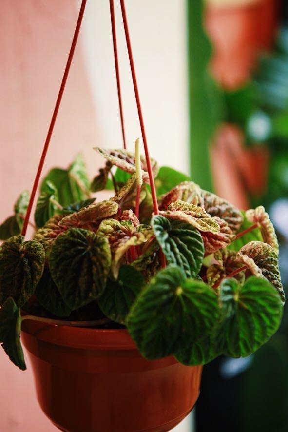 Peperomia 'Orange Crush'