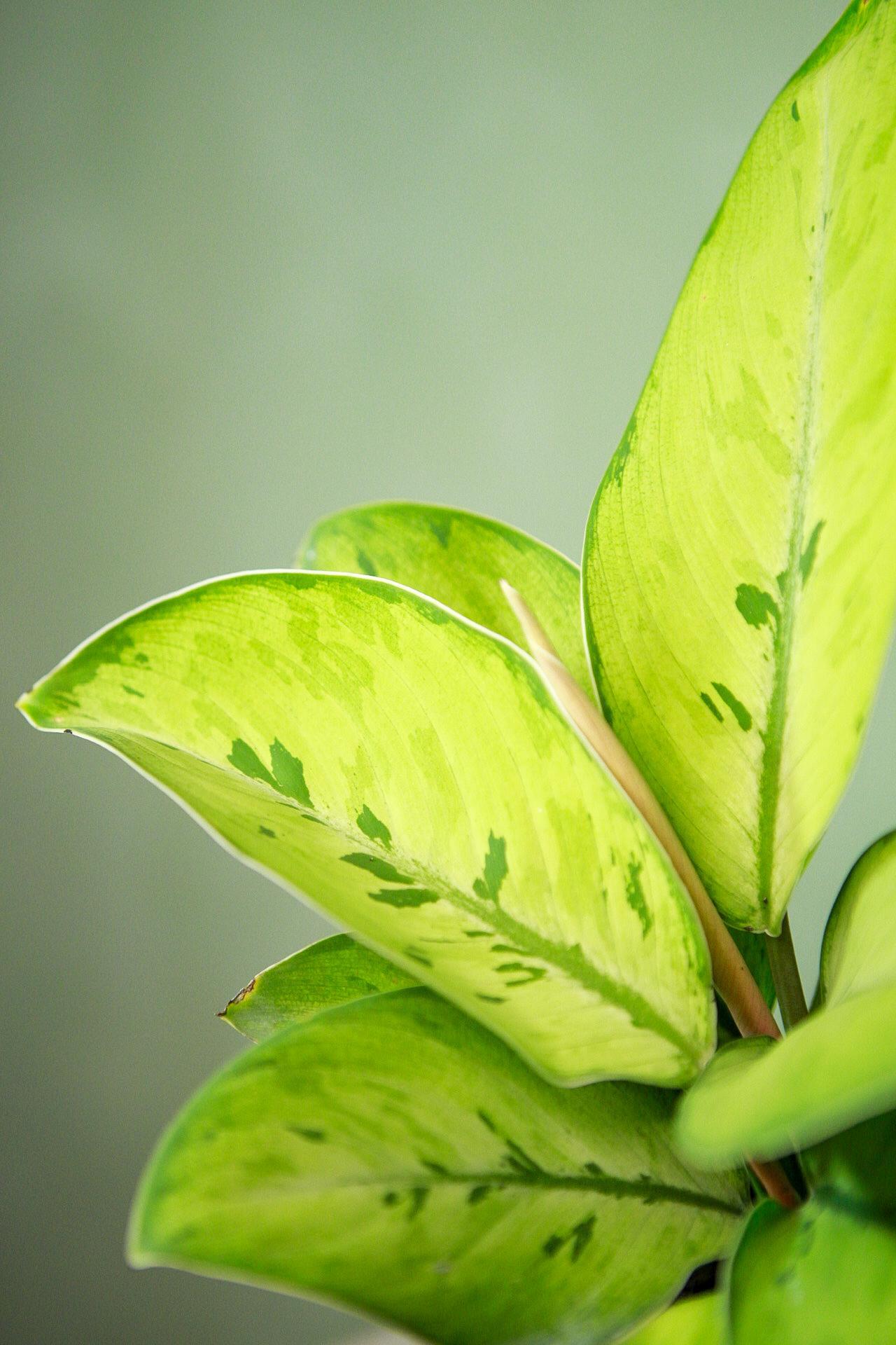 Homalomena 'Selby'