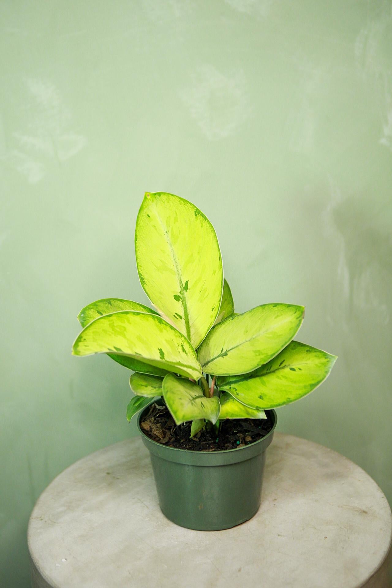 Homalomena 'Selby'