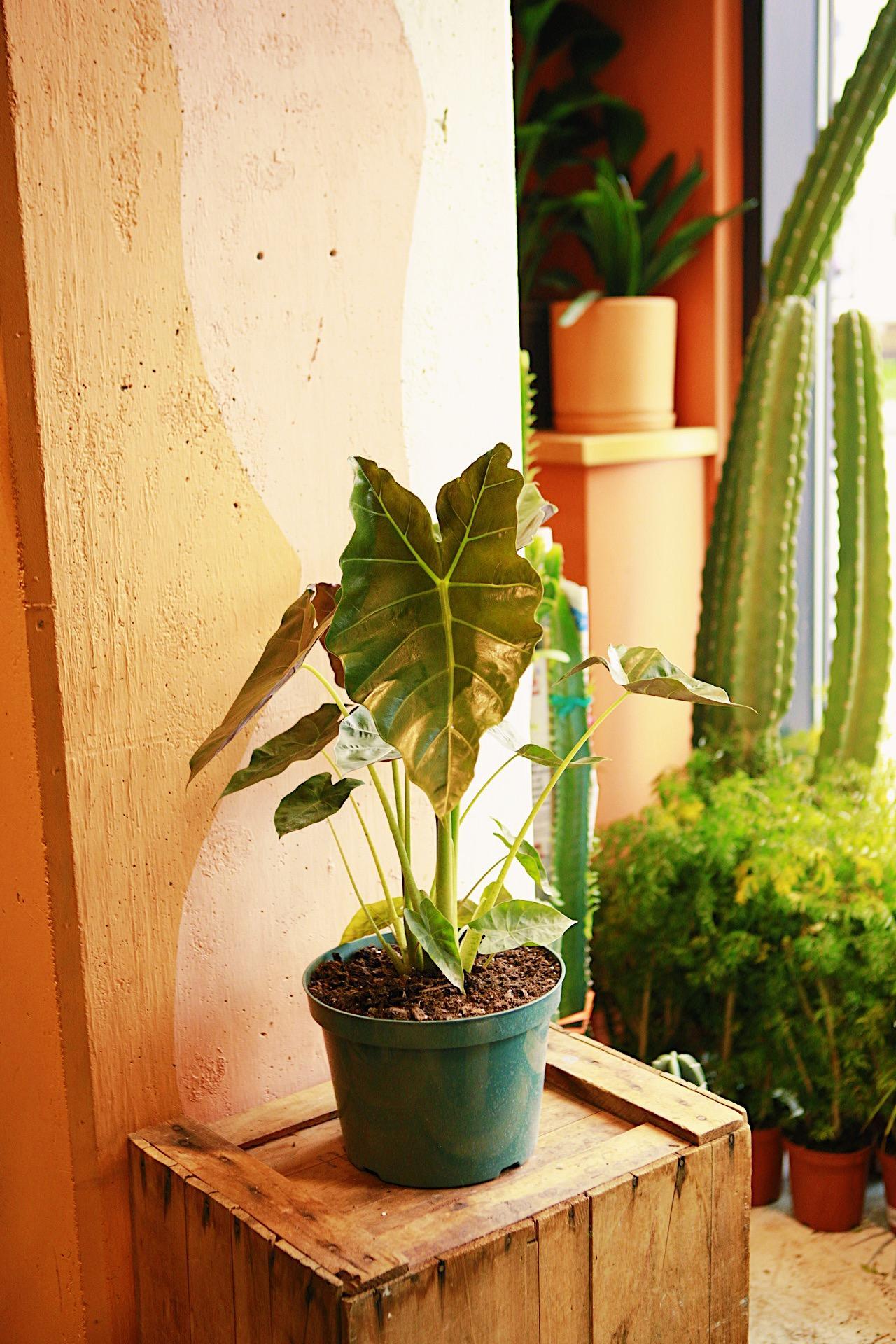 Alocasia 'Mayan Mask'