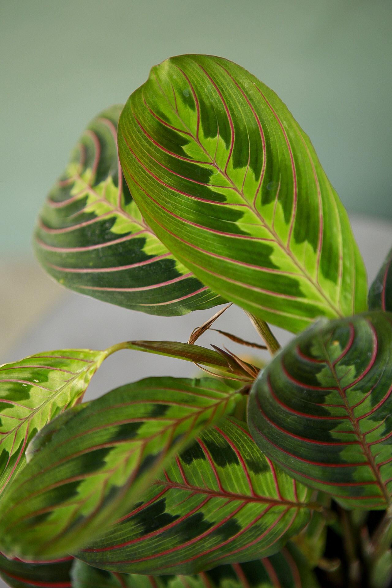 Red Maranta