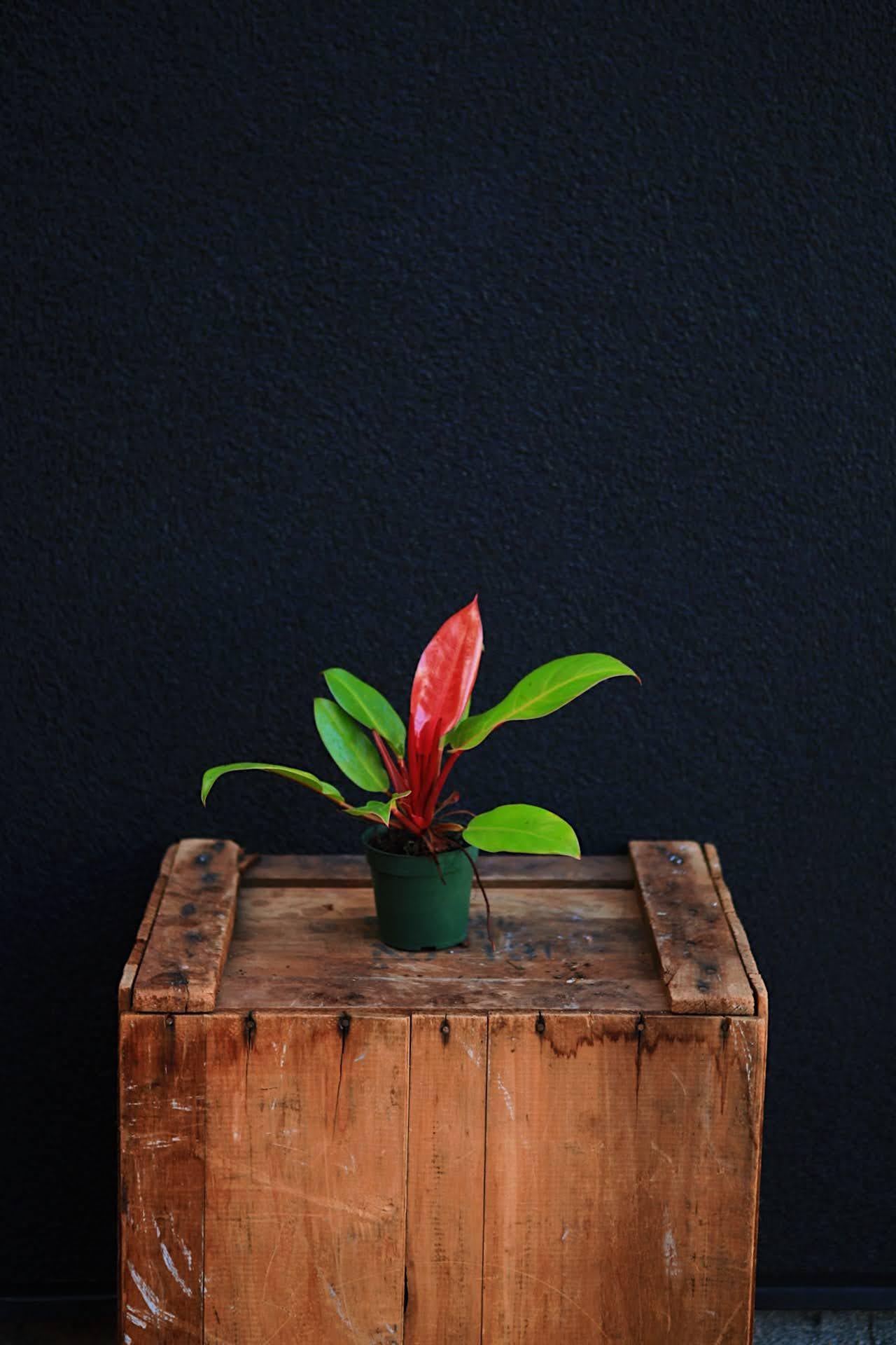 Hybrid Philodendron