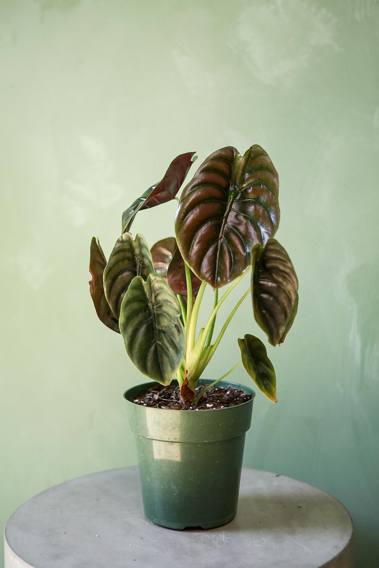 Alocasia 'Red Secret'