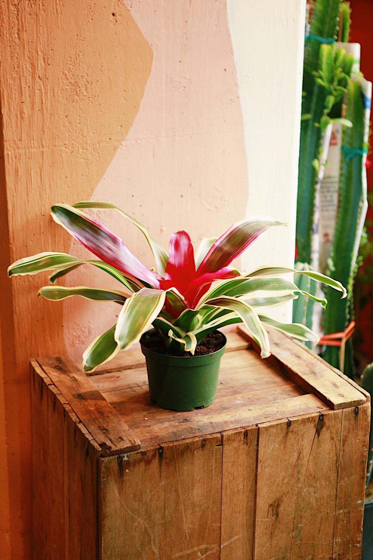 Bromeliad Neoreglia
