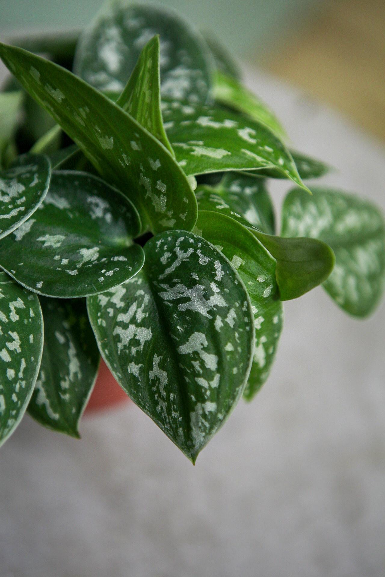 Scindapsus 'Argyraeus'