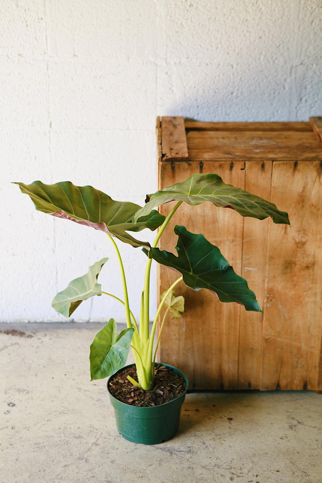 Alocasia 'Mayan Mask'