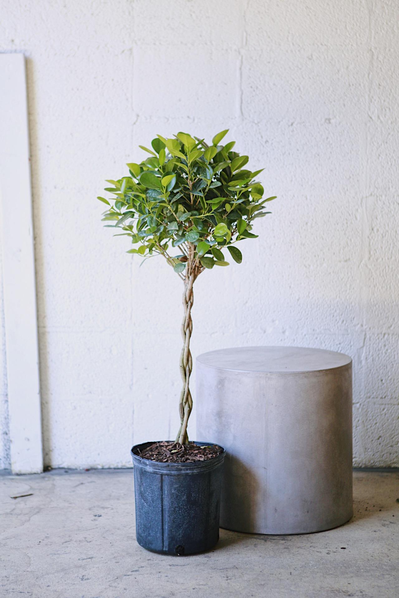 Ficus 'Daniella'