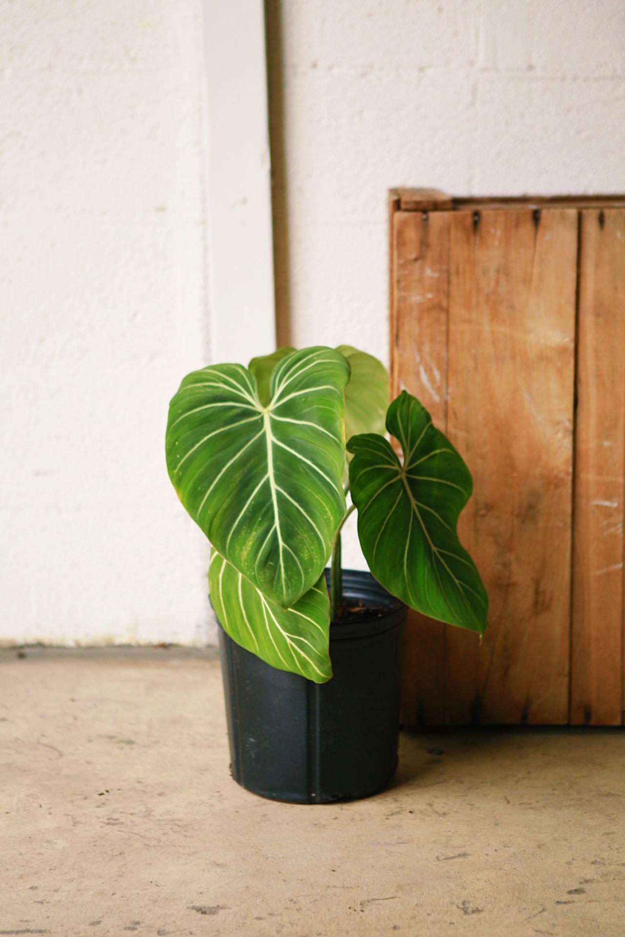 Velvet Philodendron
