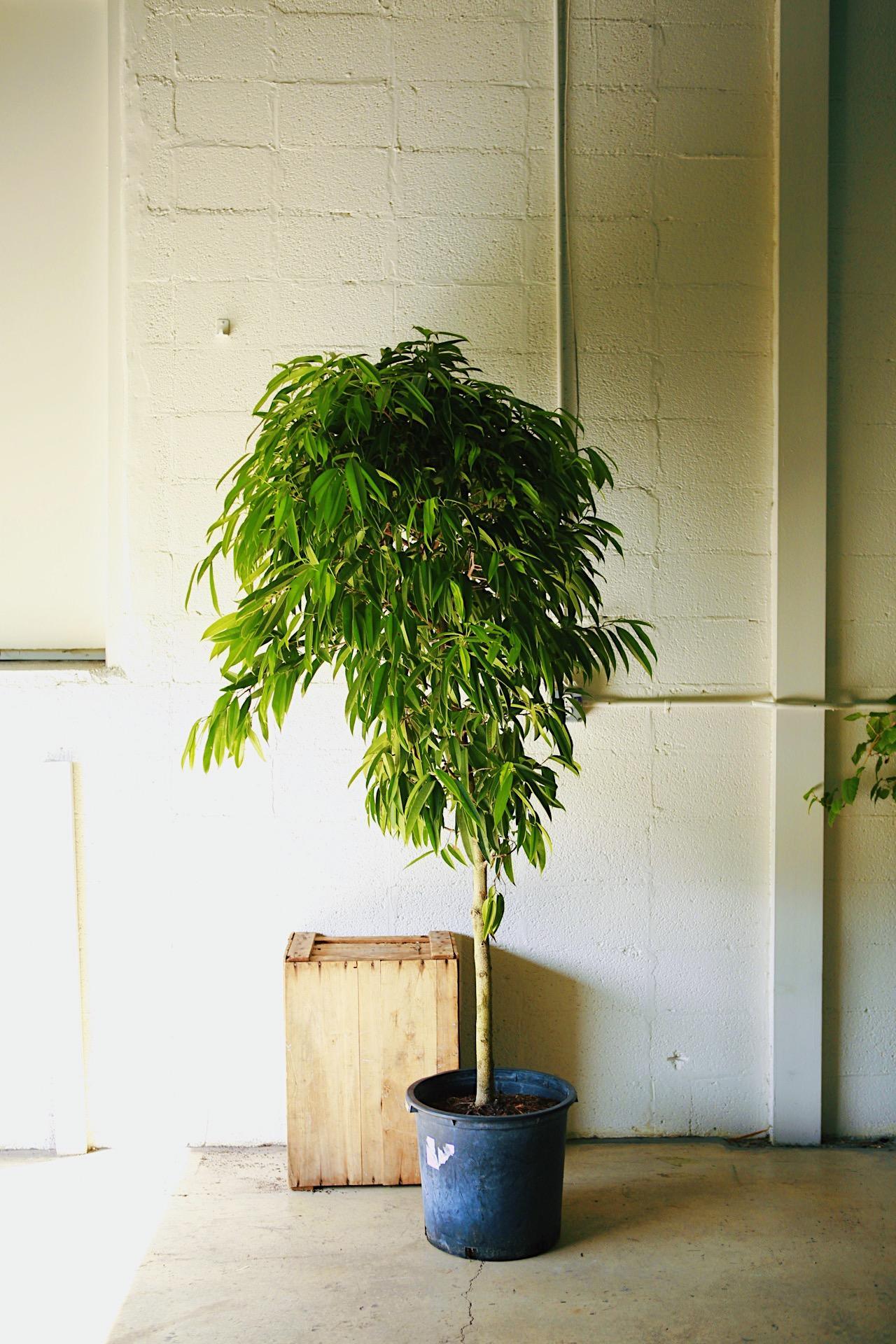 Ficus 'Alii'