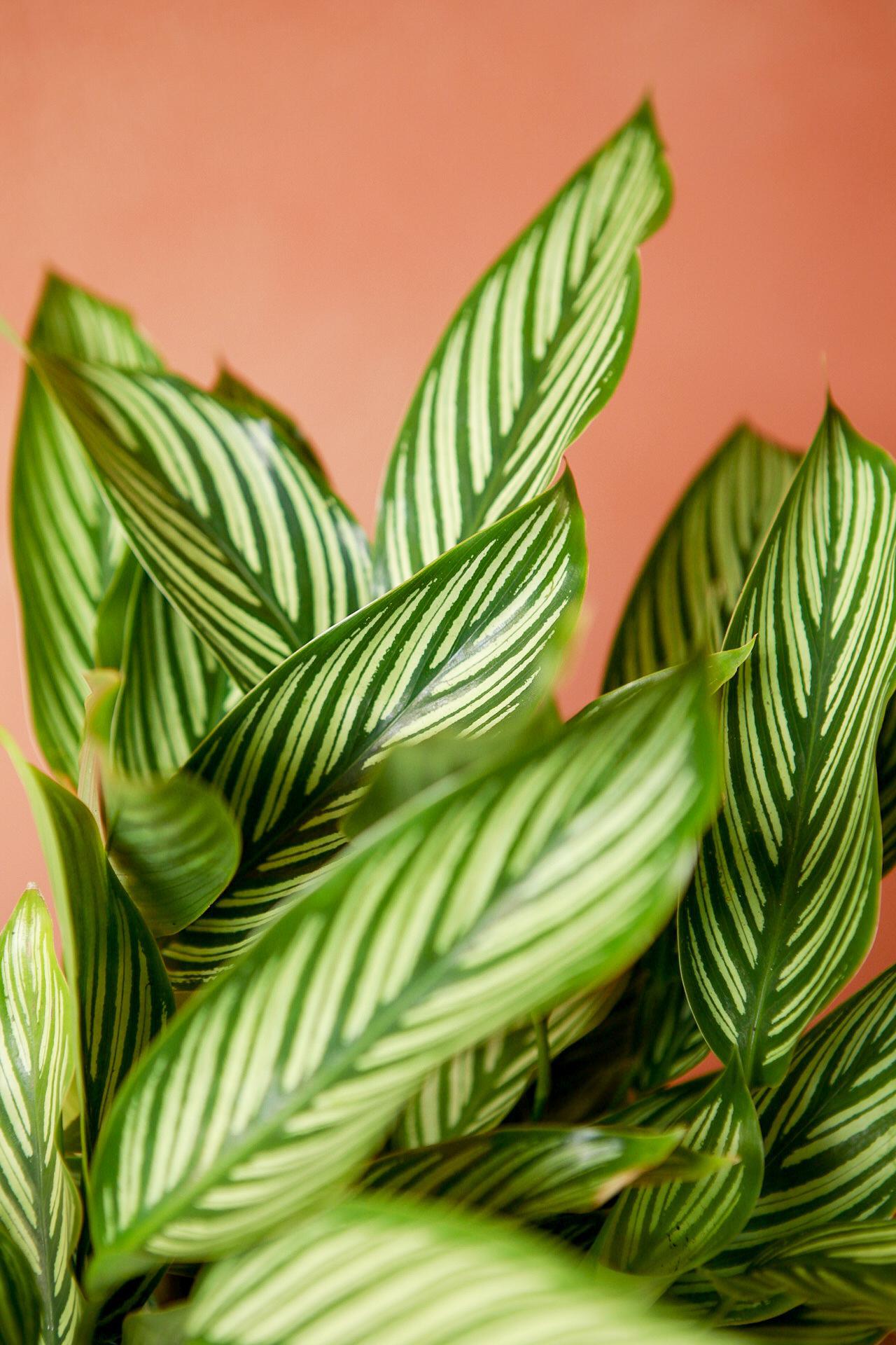 Calathea 'Vittata'