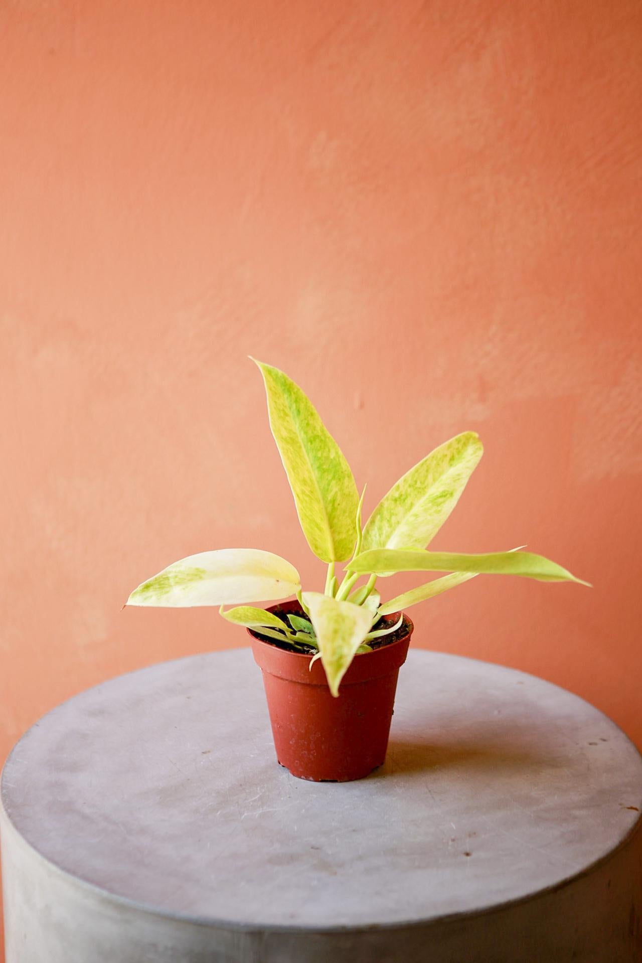 Philodendron 'Calkin's Gold'