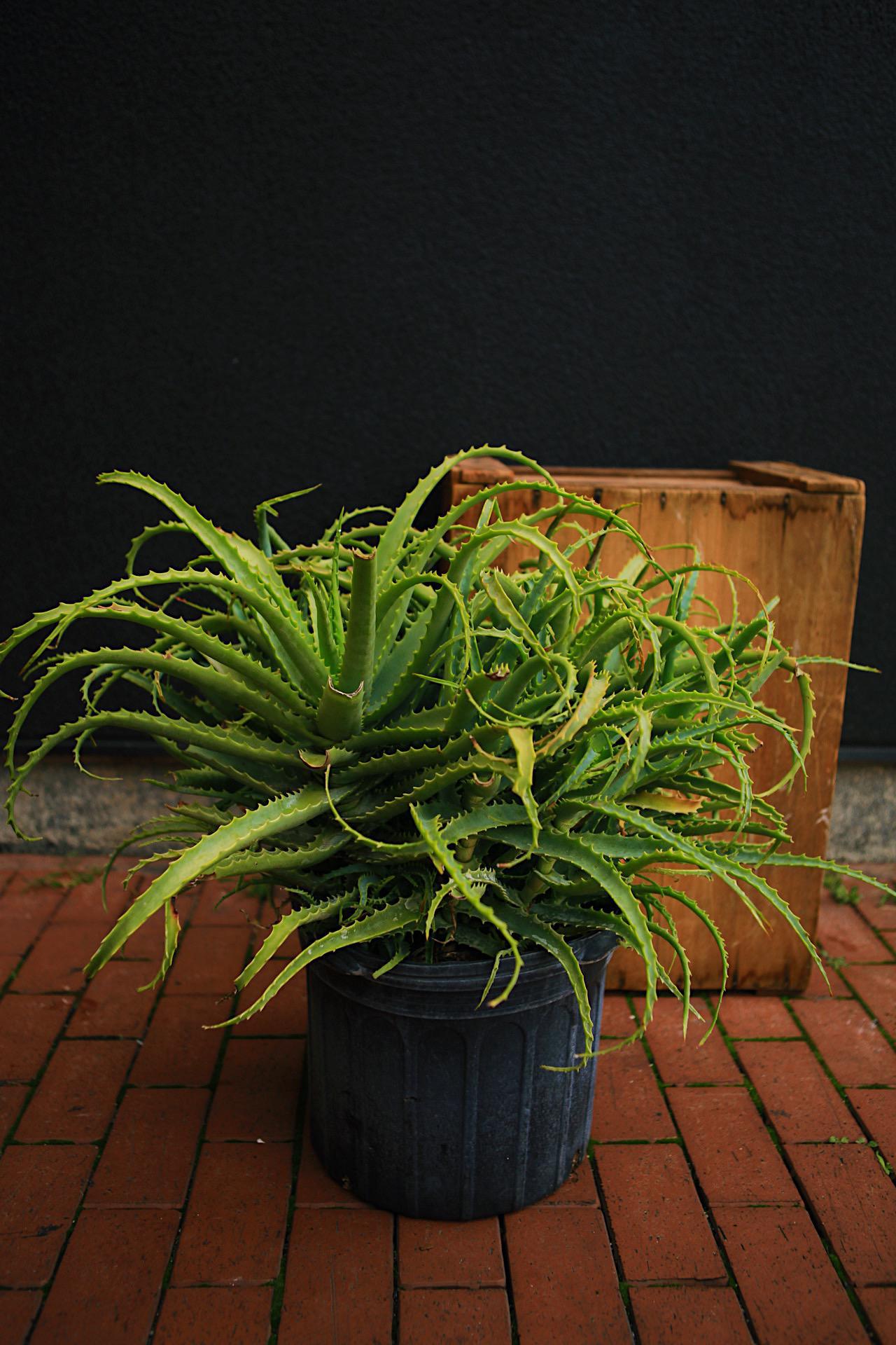 Torch Aloe