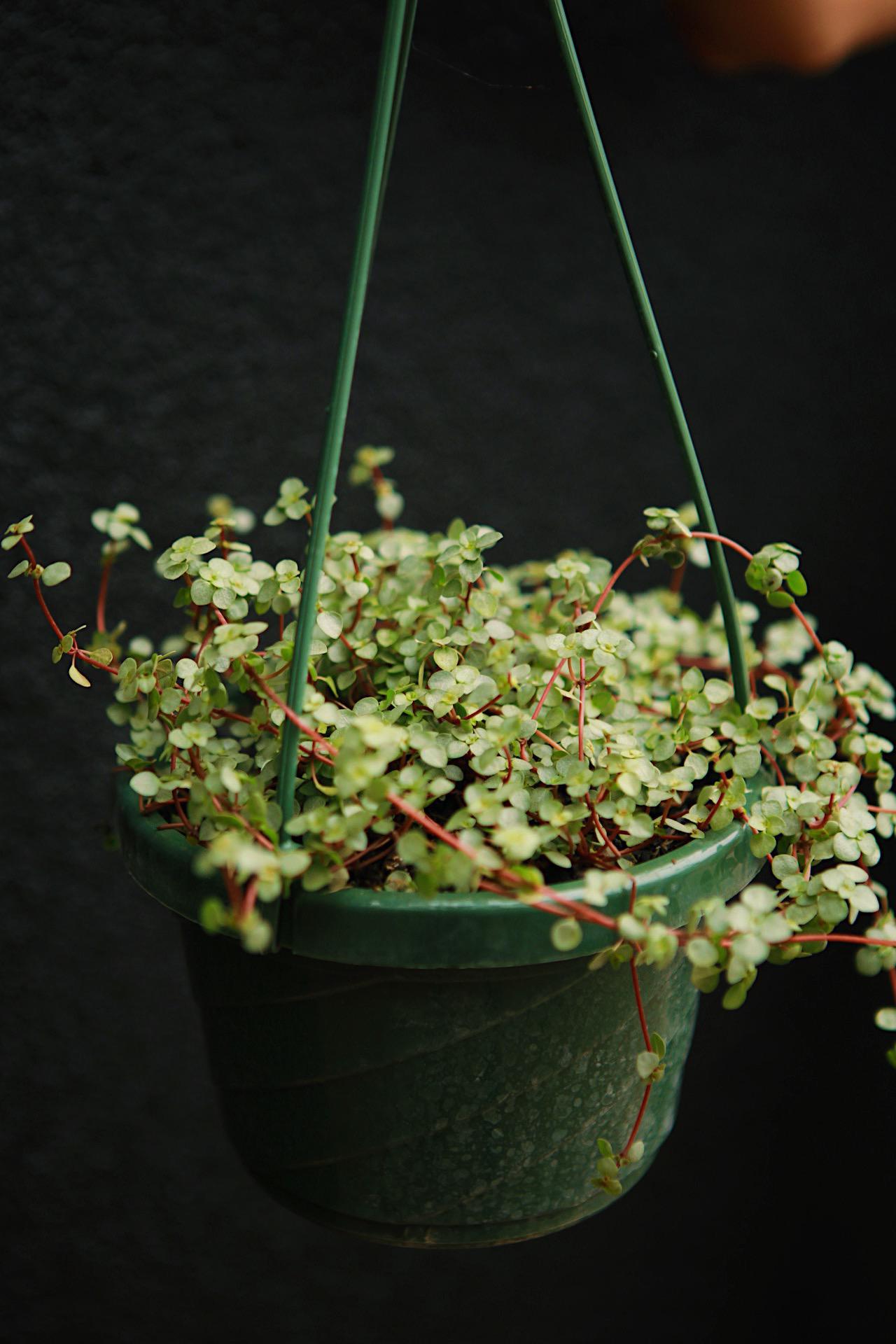 Pilea 'Aquamarine'