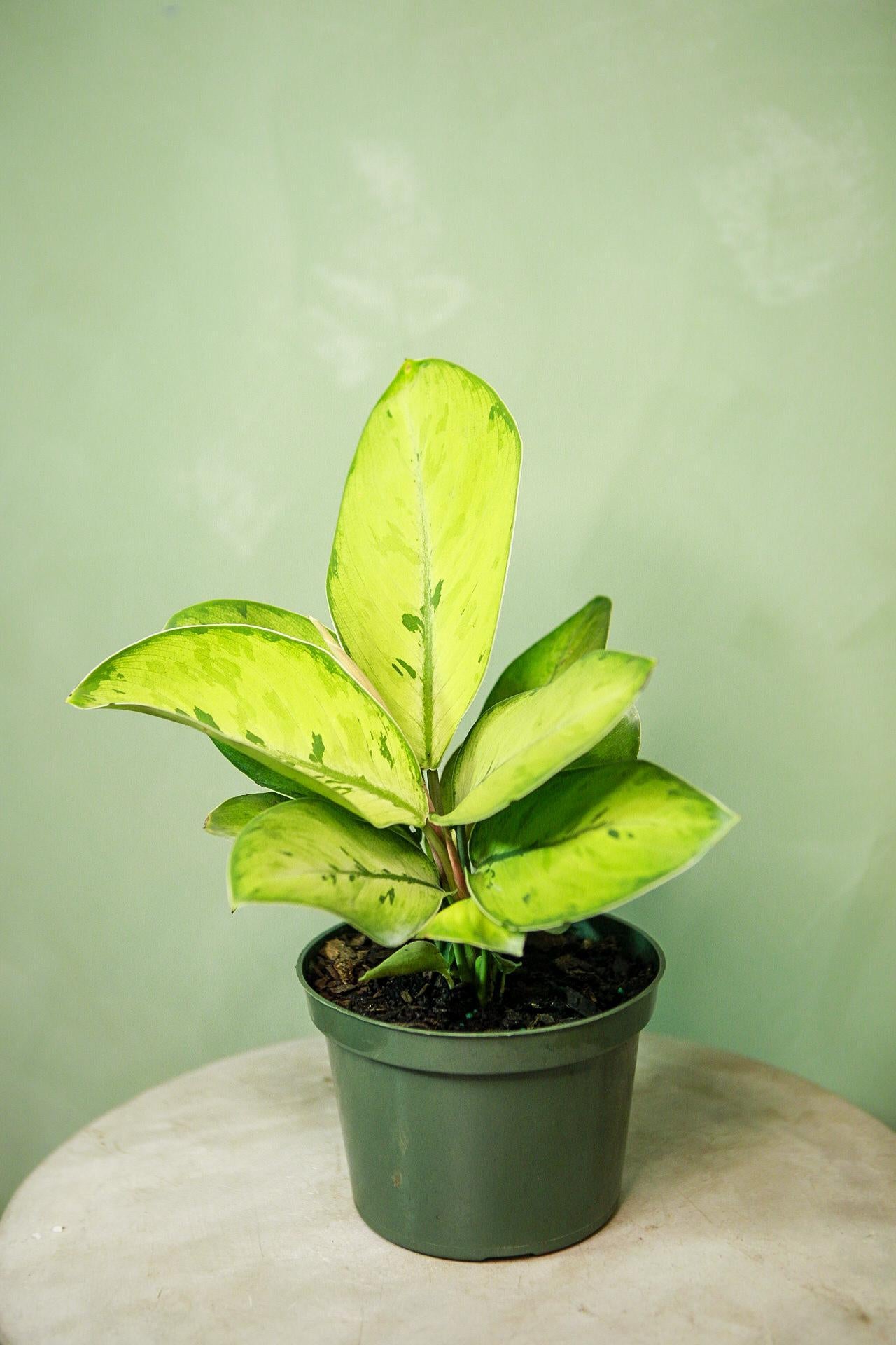 Homalomena 'Selby'
