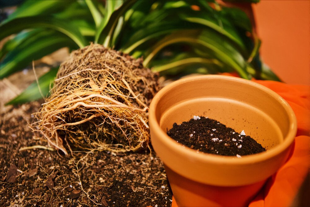 Repotting Your Plant