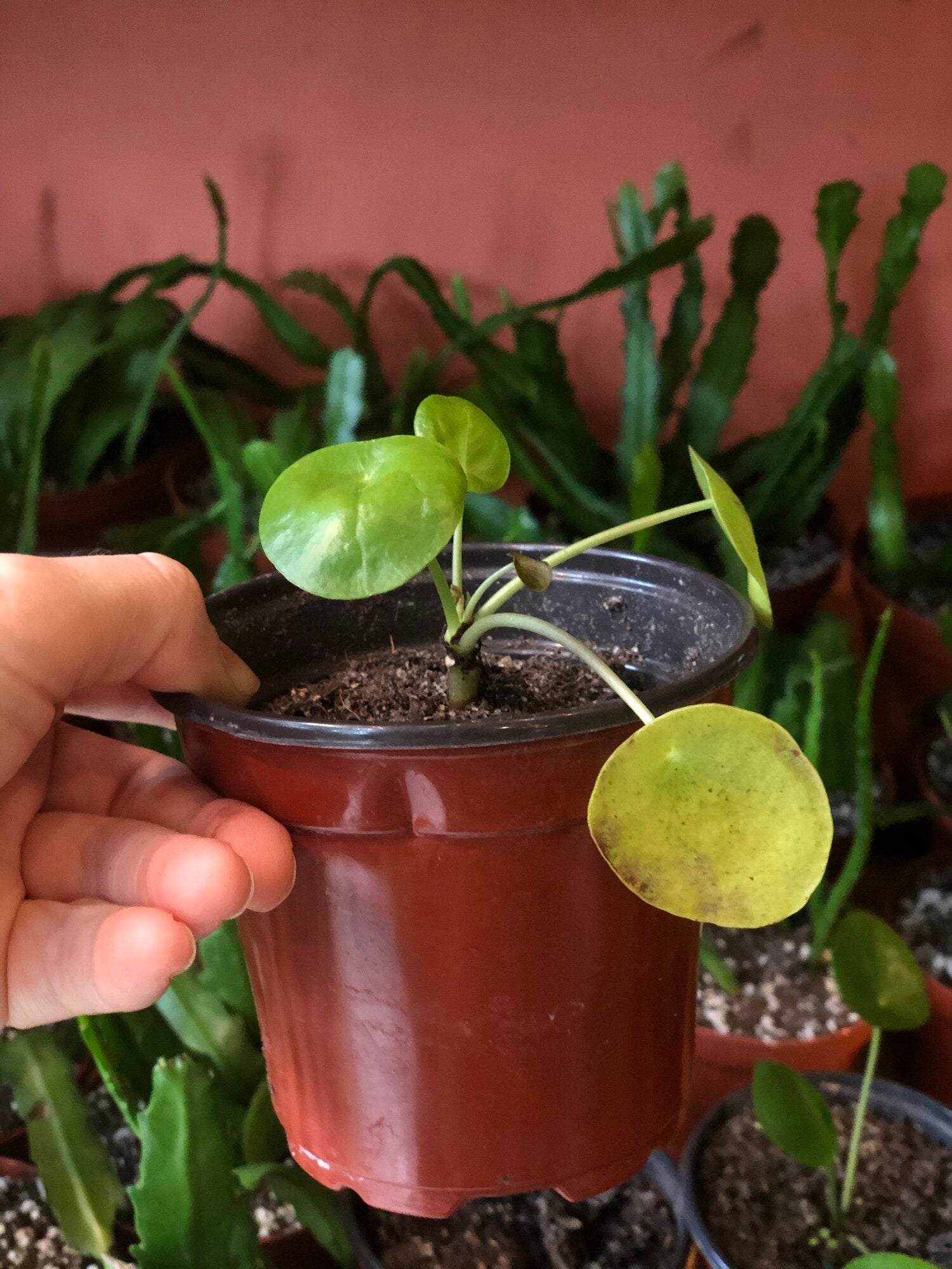 New Plant Parent Survival Guide