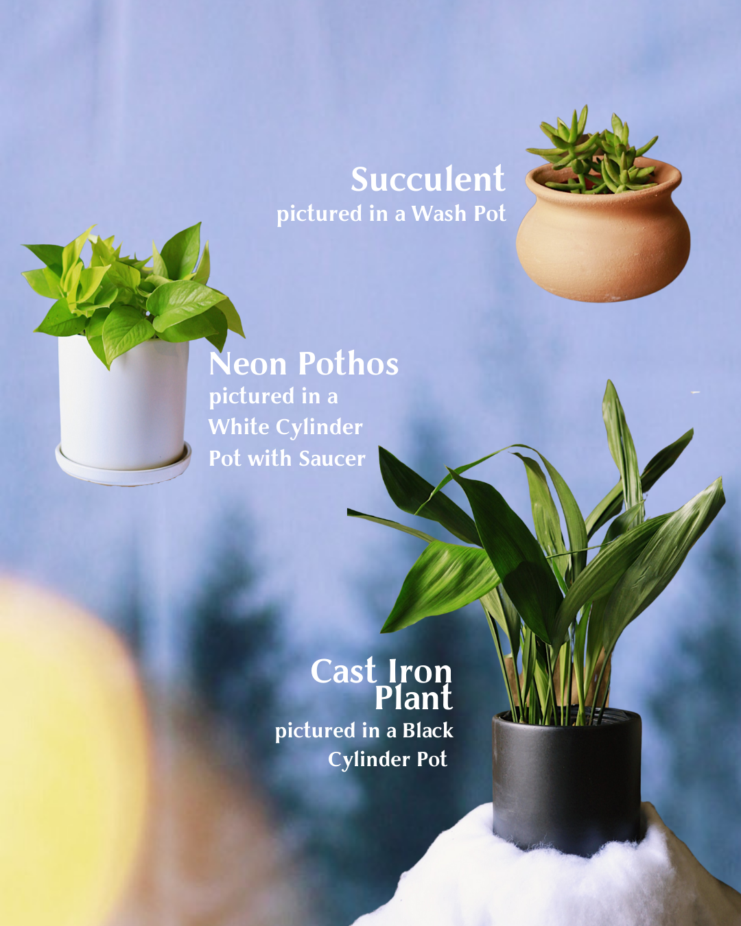 Your Exhaustive Gift Guide of Plants