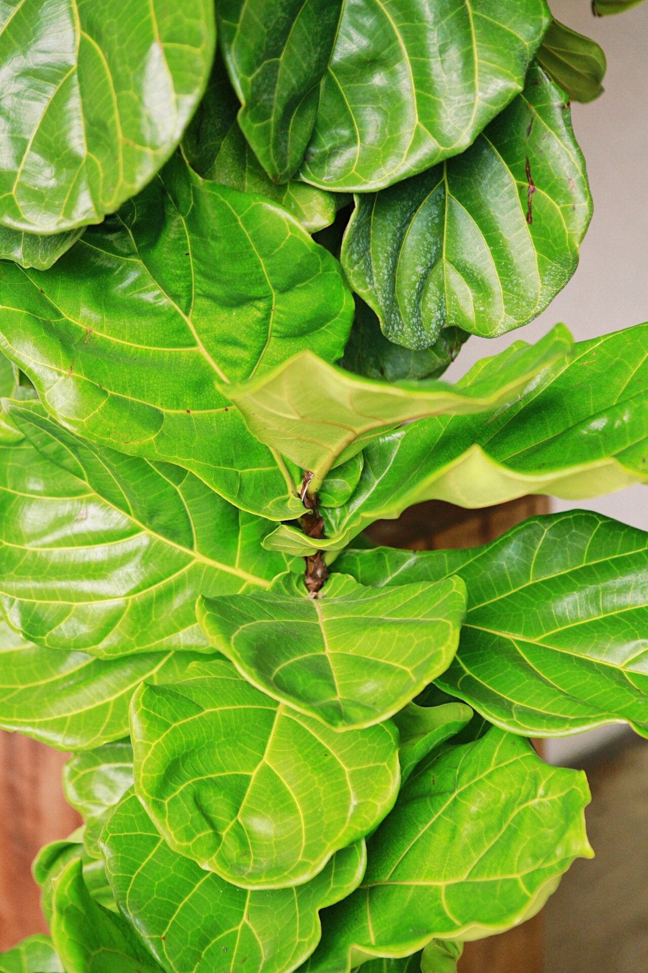 A Closer Look at Fiddle Leaf Figs