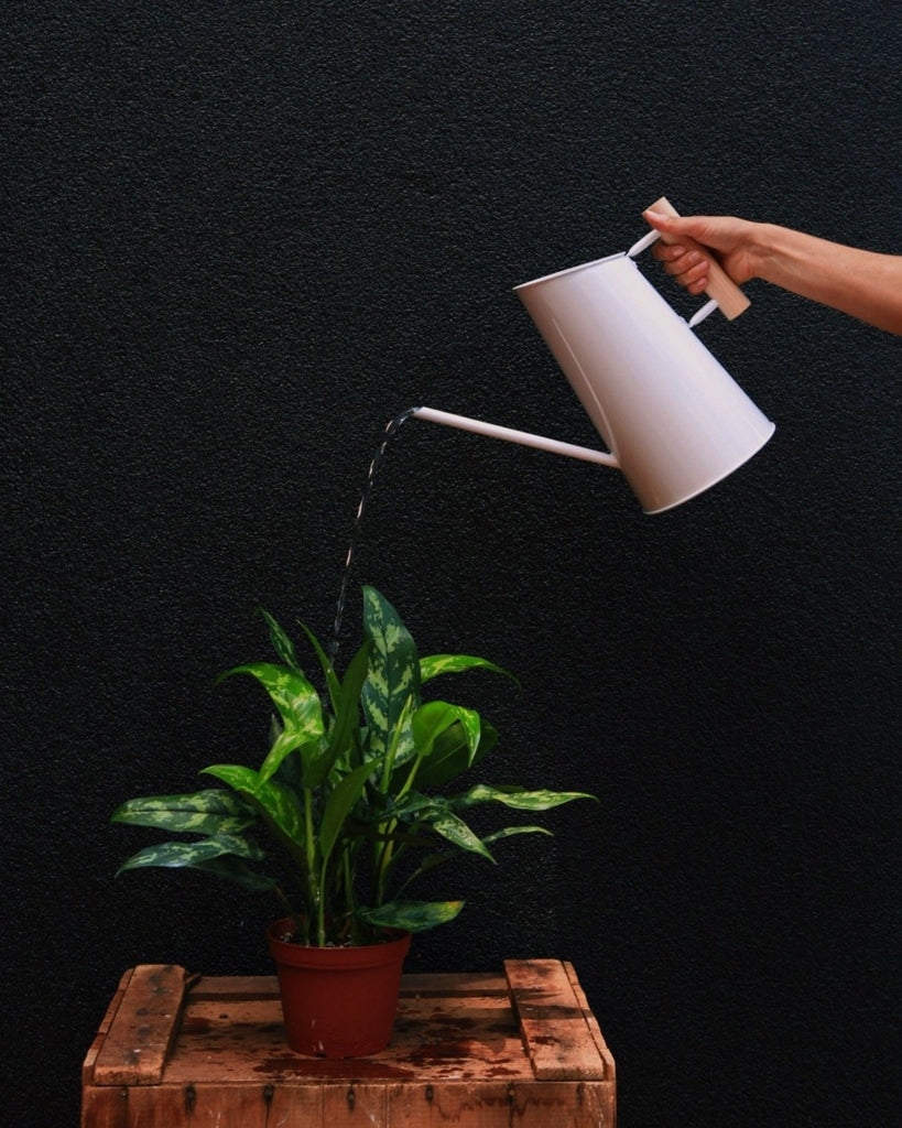 Why “Overwatering” Isn’t What You Think It Is