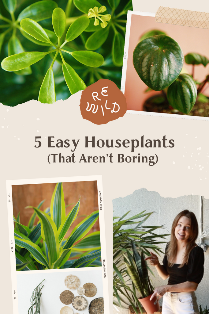 Easiest Plants to Design With
