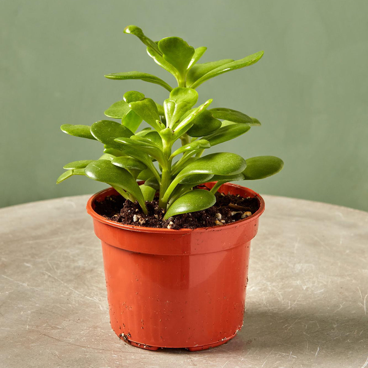 Trailing Jade