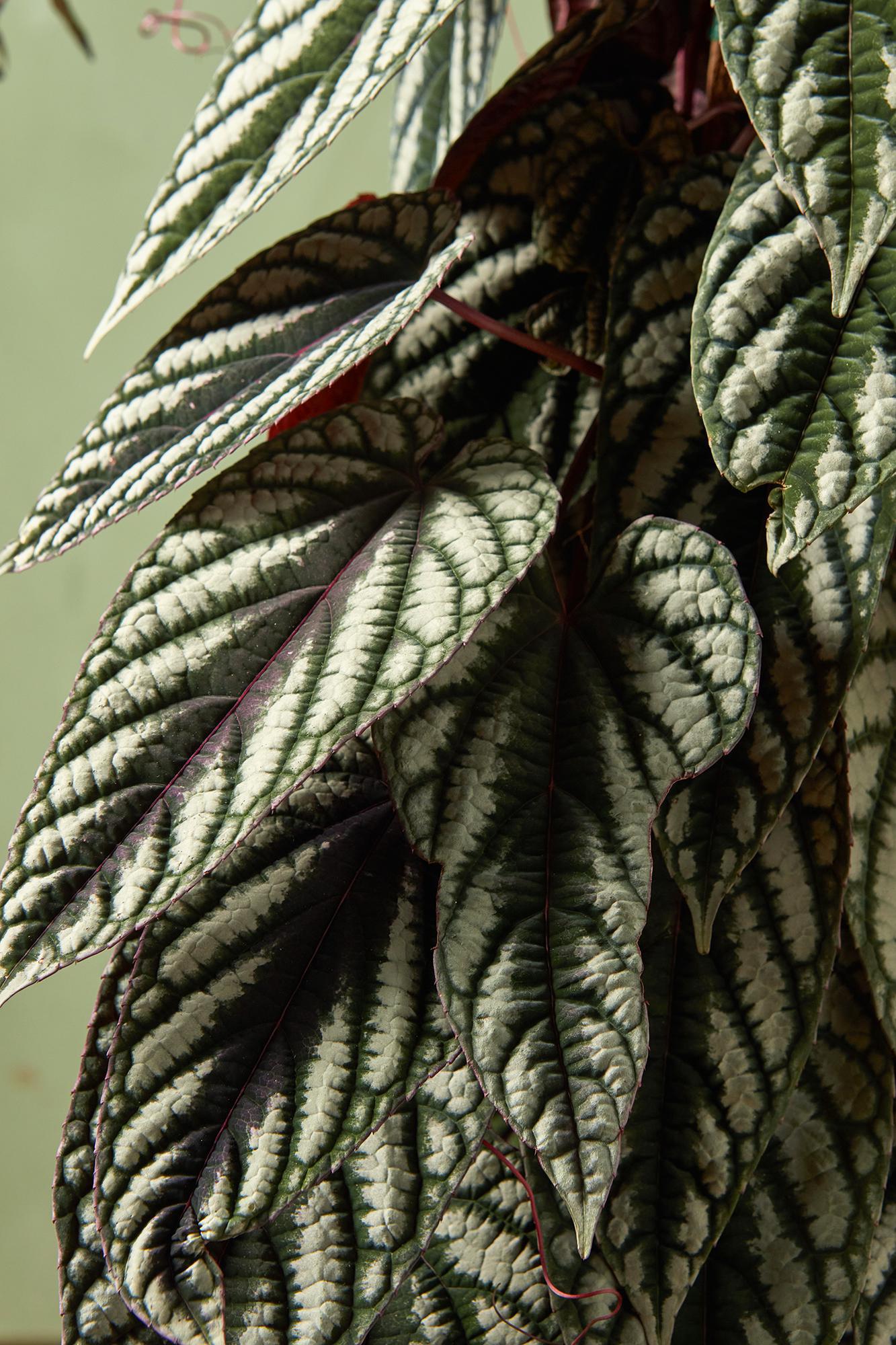 Cissus discolor