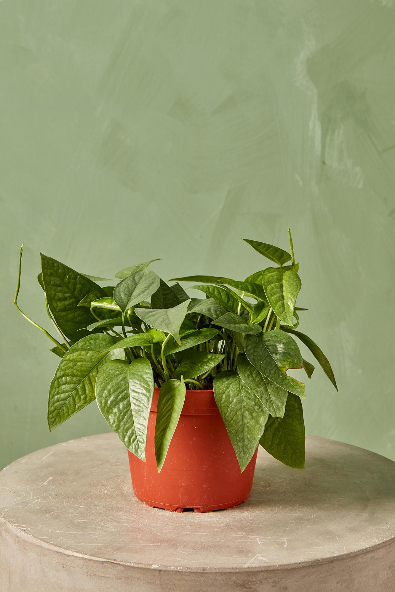 Philodendron 'Cebu Blue'