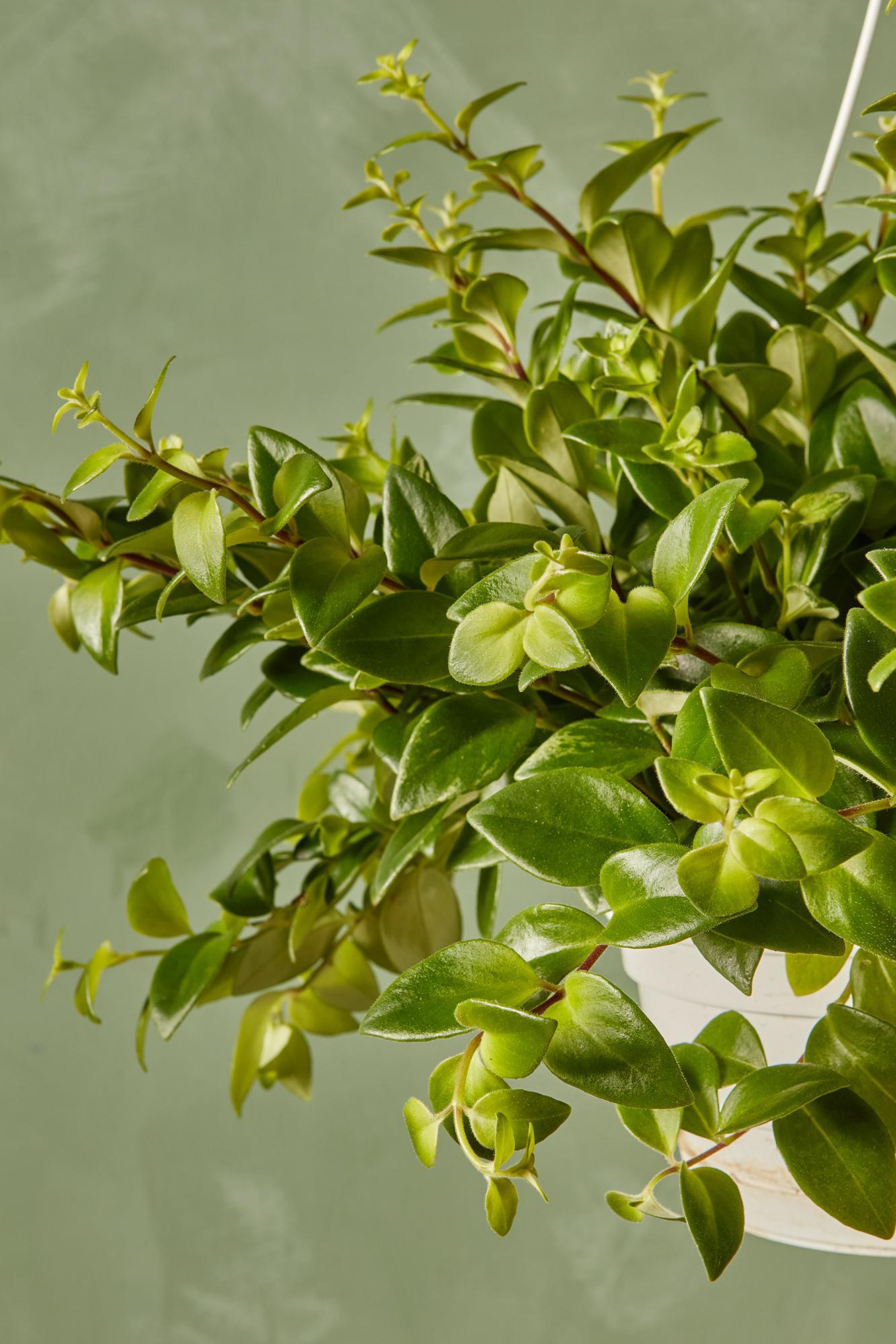 Variegated Lipstick Plant