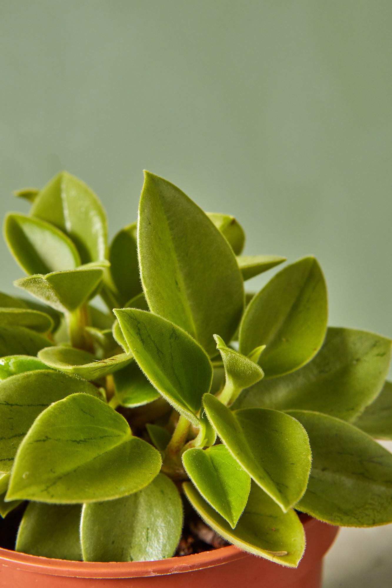 Peperomia 'Limey Pixie'