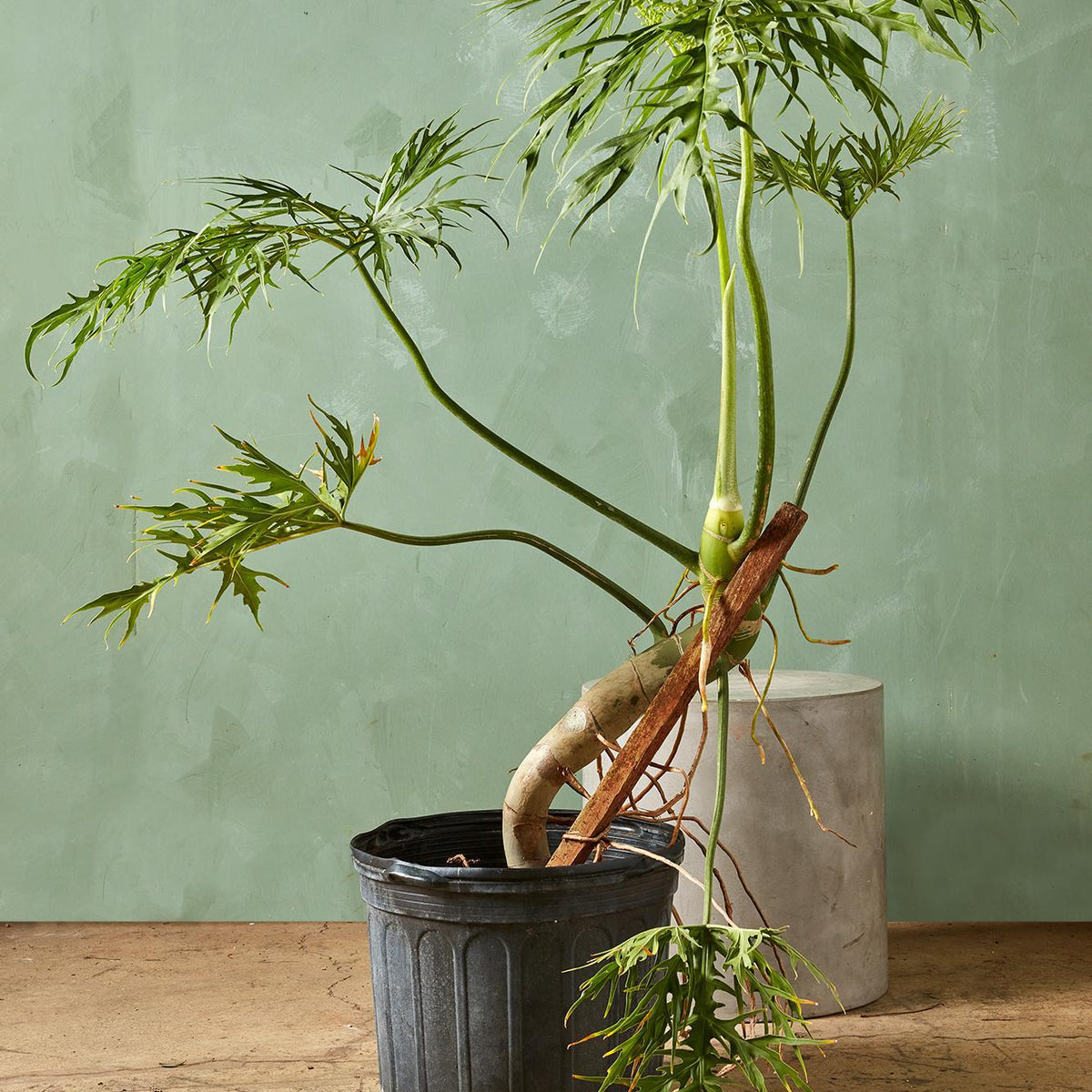 philodendron warscewiczii for sale Philodendron warscewiczii