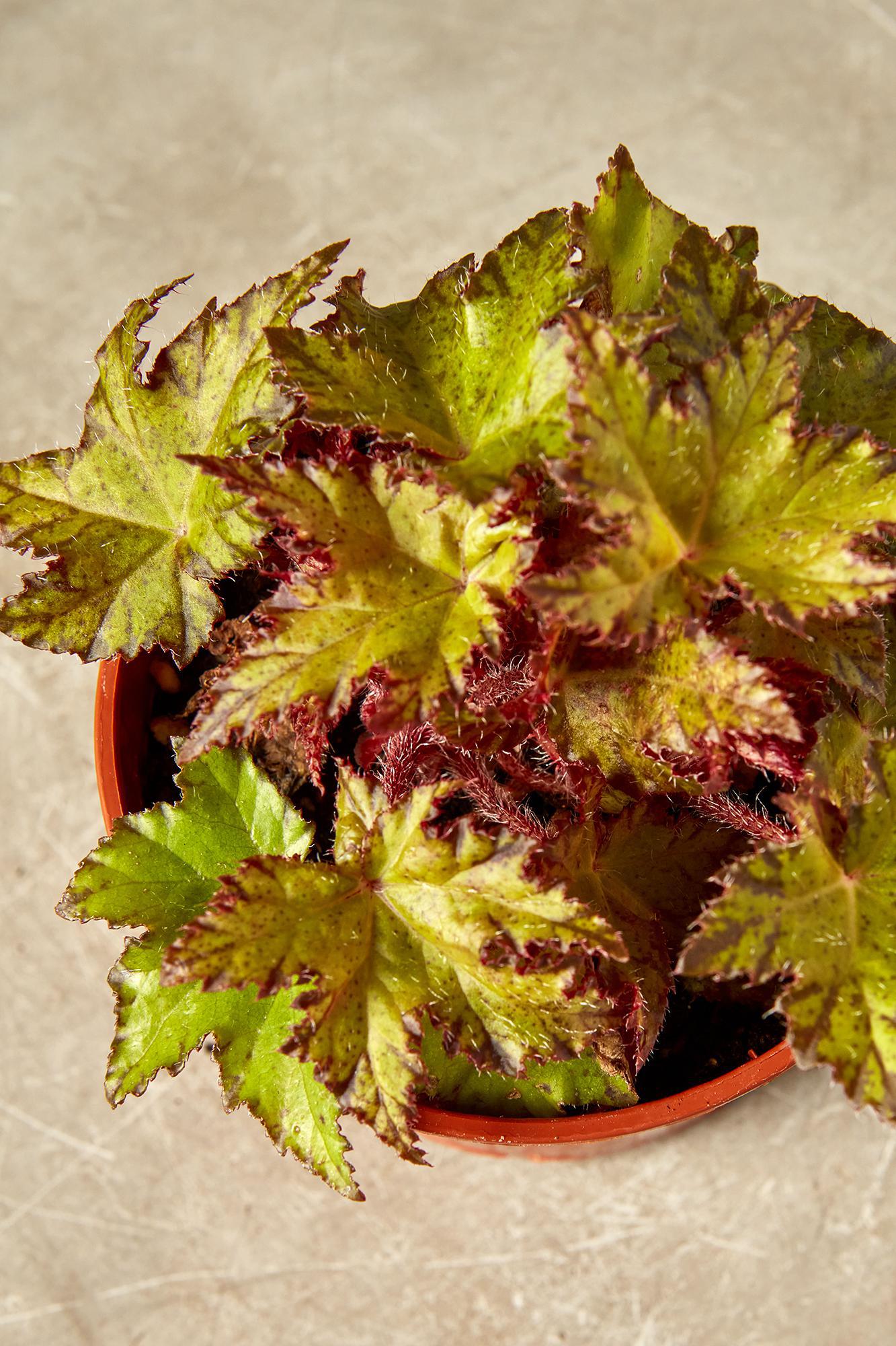 Begonia 'Little Beaver'