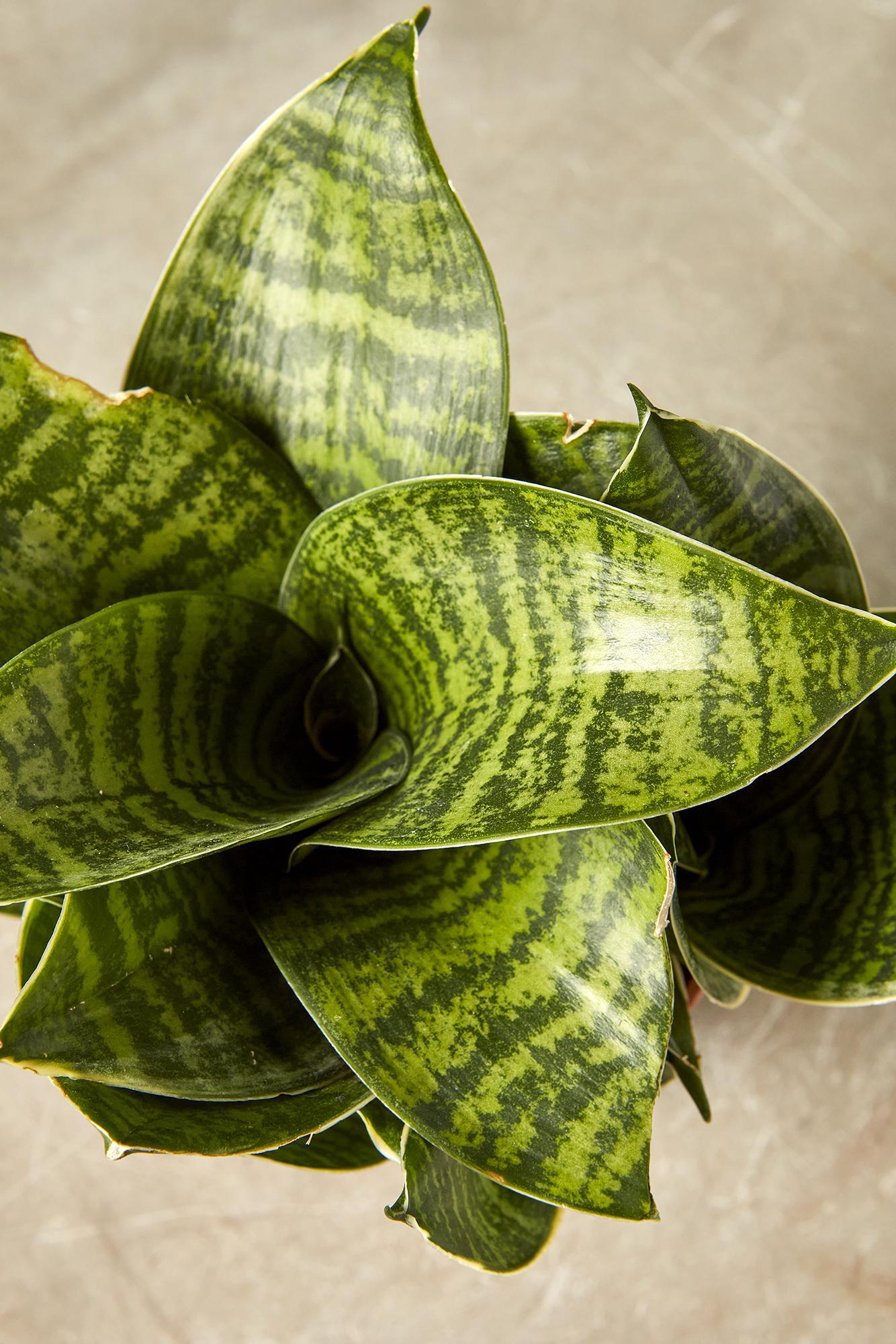 Snake Plant 'Forest Star'