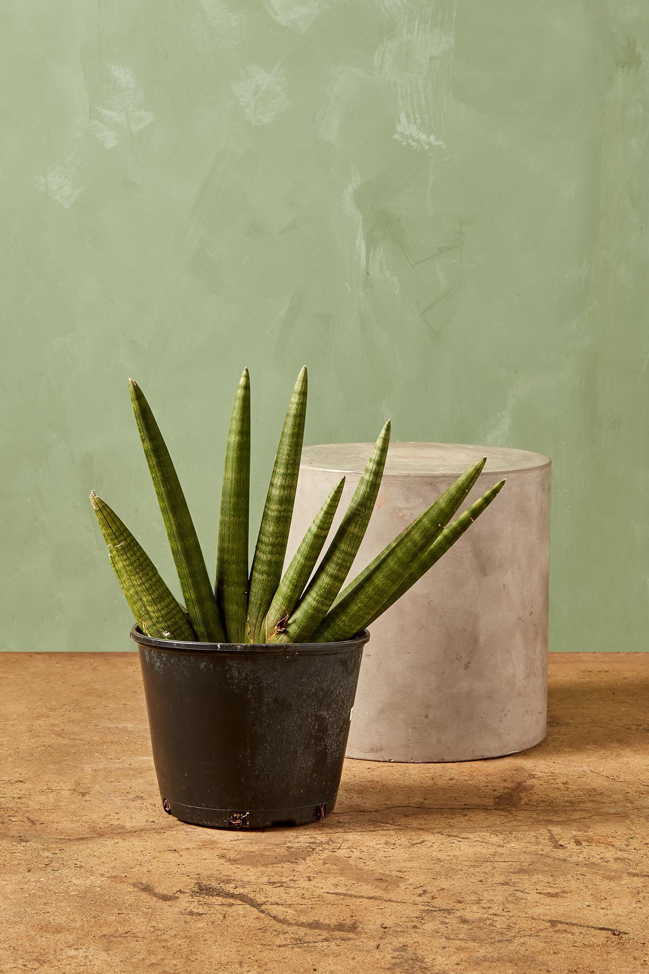 'Starfish' Snake Plant