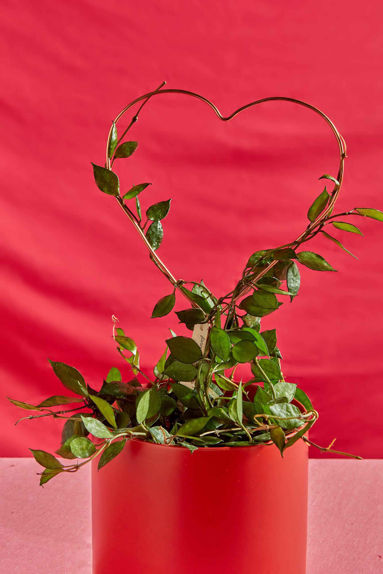 Heart Plant Trellis