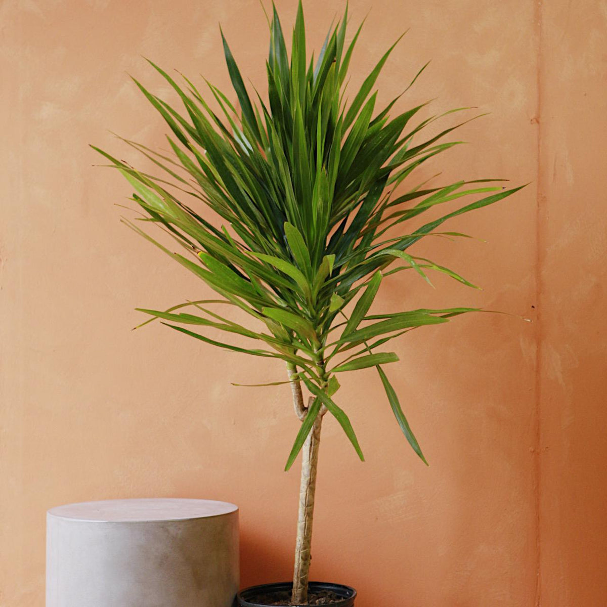 Dracaena 'Tarzan'