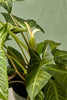 Caladium lindenii