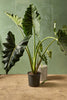 Aglaonema 'Moonlight Bay'