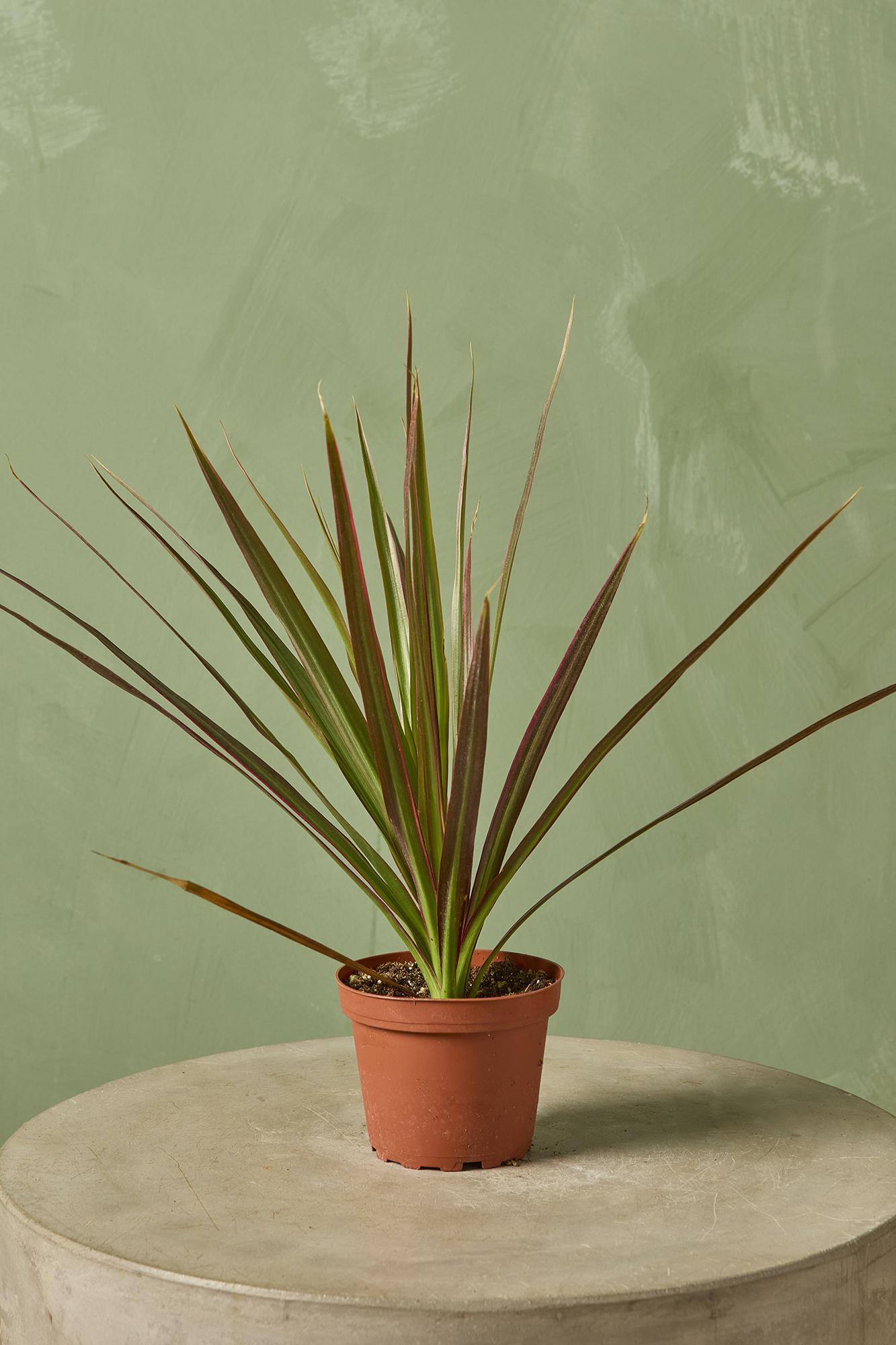 Dracaena 'Red Princess'