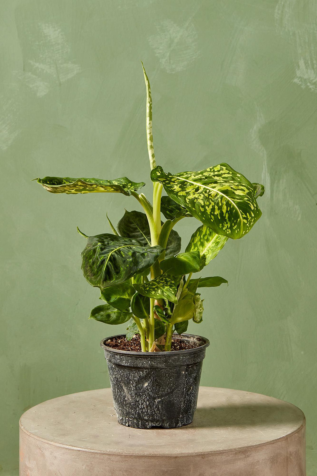 dieffenbachia licht Dieffenbachia 'Reflector'