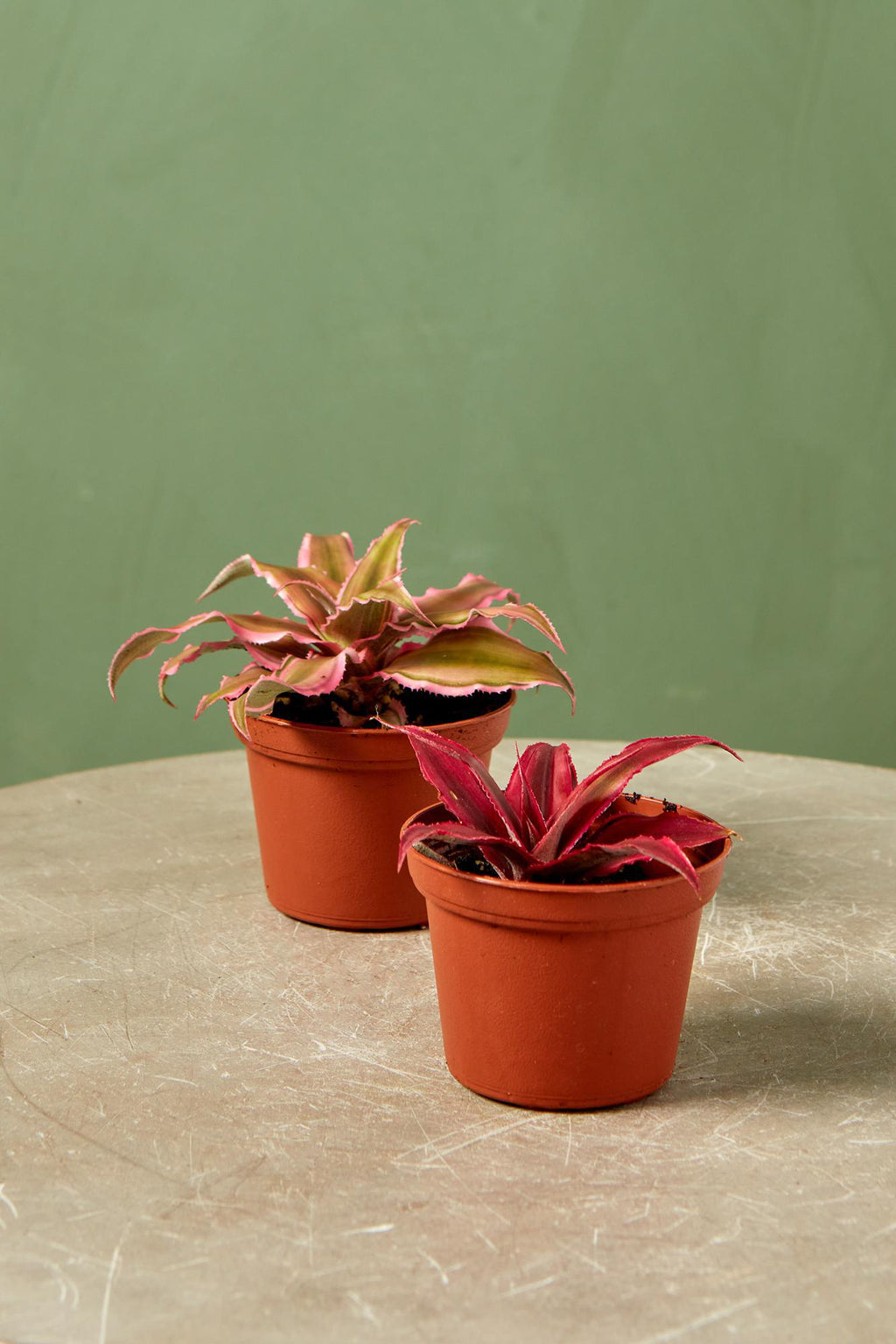 cryptanthus potting mix Cryptanthus 2.5